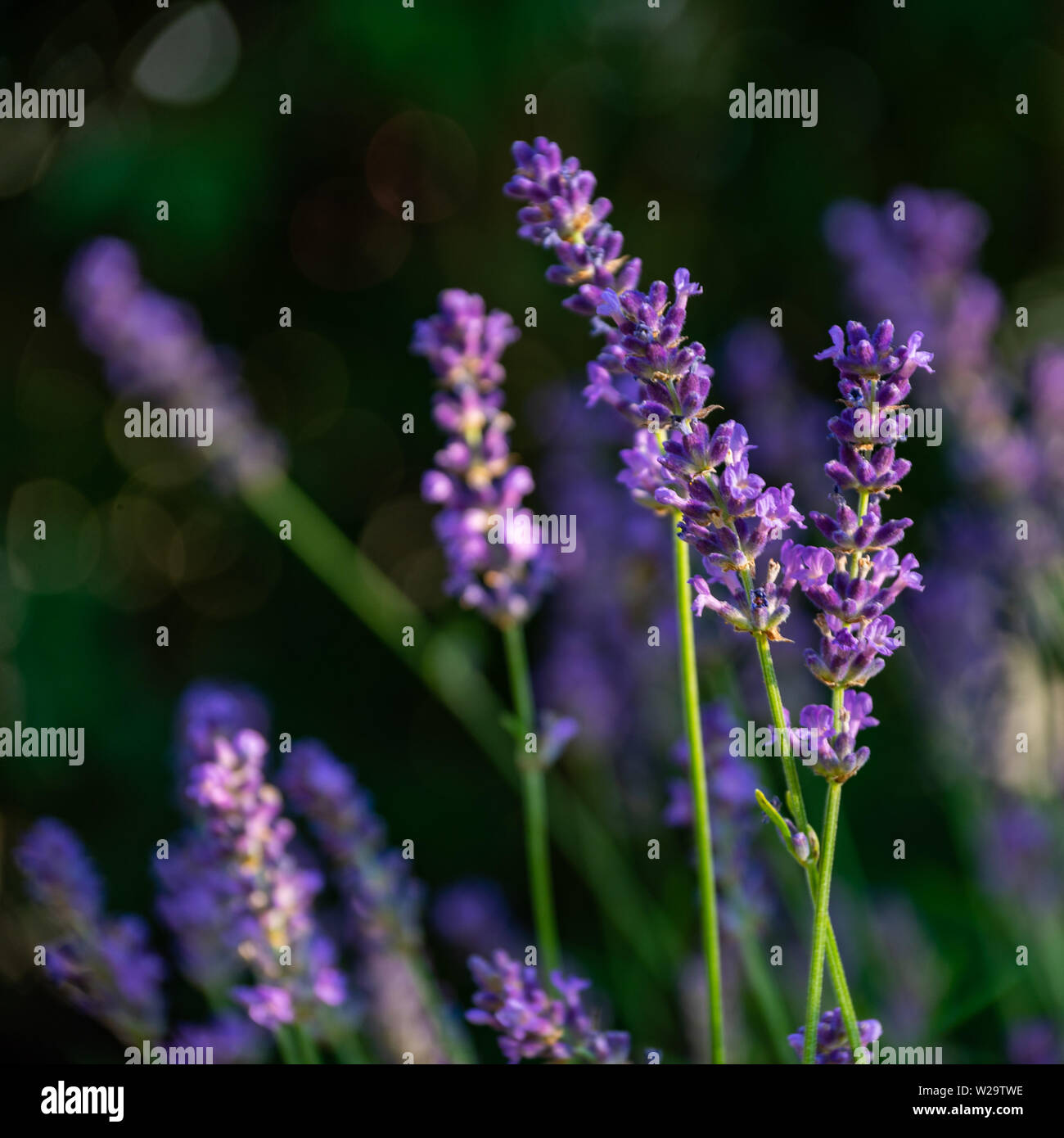 violetter ,Lavendel, blüht ,vor, dunkelgrünem, Hintergrund Stock Photo