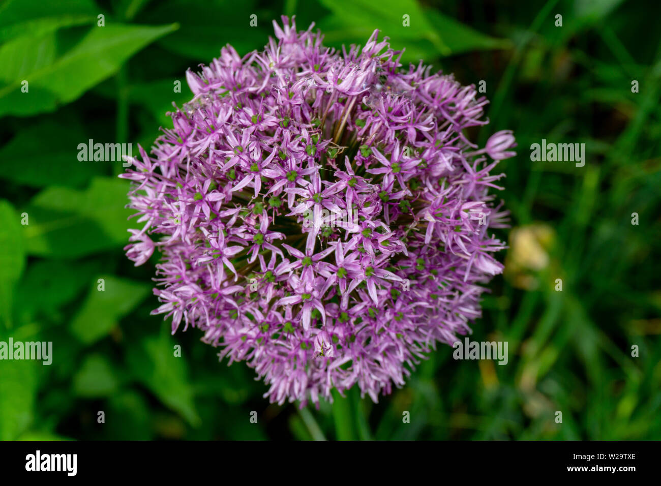 Zierlauch, Blüte, entfaltet, sich, lila Stock Photo
