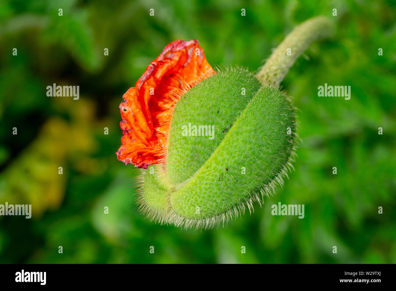 Mohnblume, orange, öffnet, sich, langsam, und, steckt, Blütenblätter, wie, eine, Zunge, heraus Stock Photo