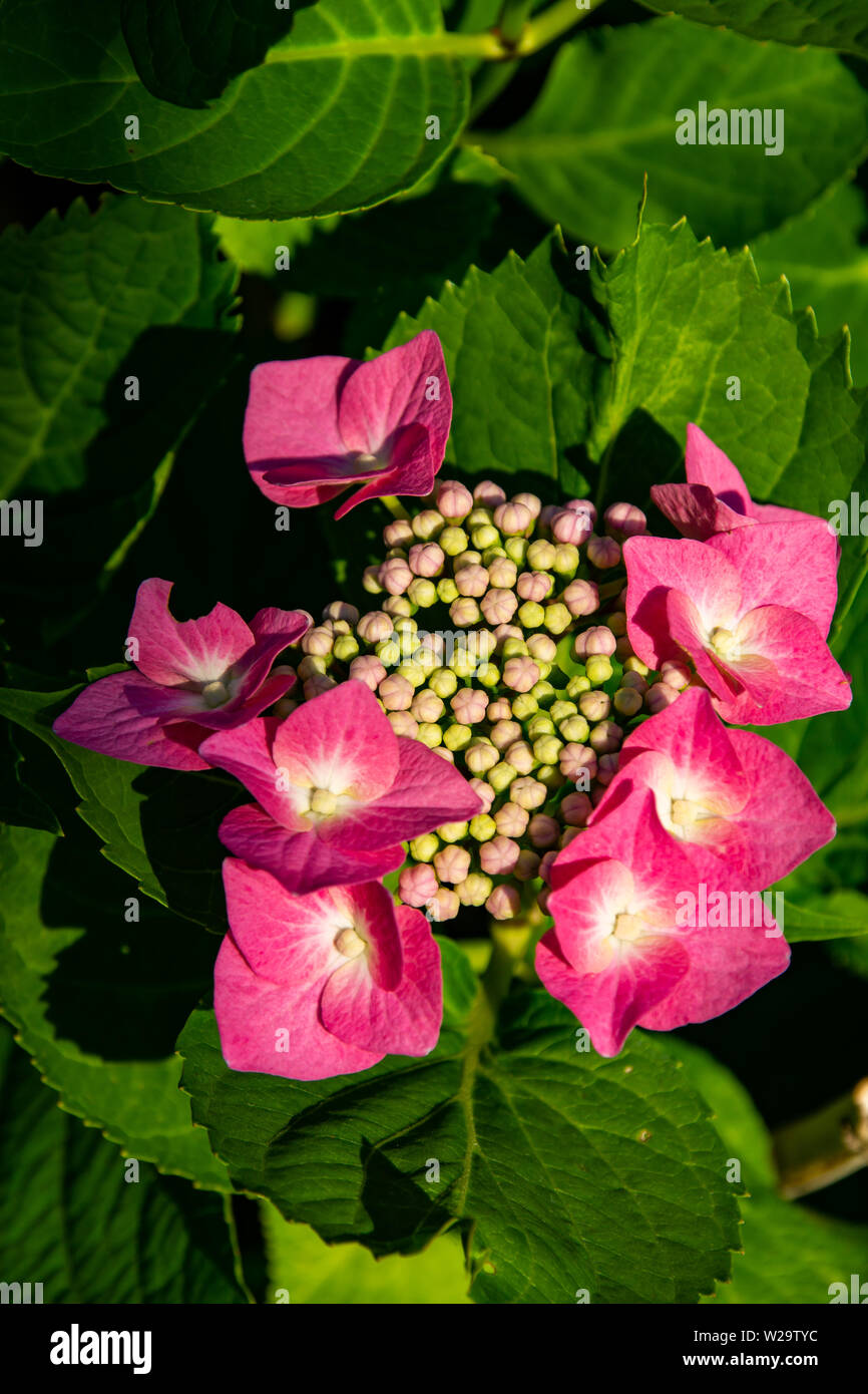 rosaroter, Flieder, mit ,weissen ,knospen, sternenblüten Stock Photo