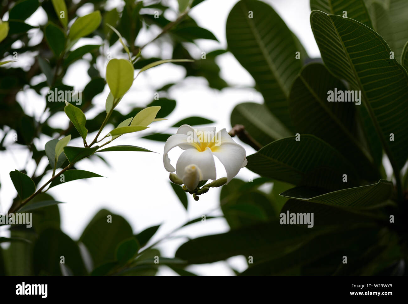 Tropical white flower thailand hi-res stock photography and images - Alamy