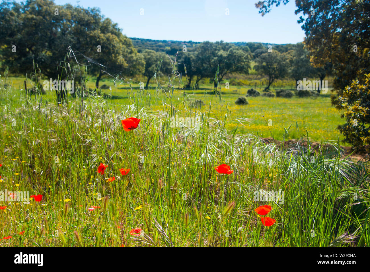 Meadow in spring. Alcudia valley, Ciudad Real province, Castilla La Mancha, Spain. Stock Photo
