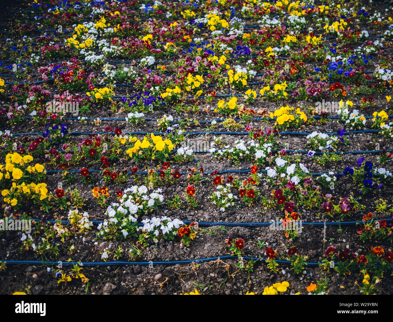 Flowers in park Stock Photo