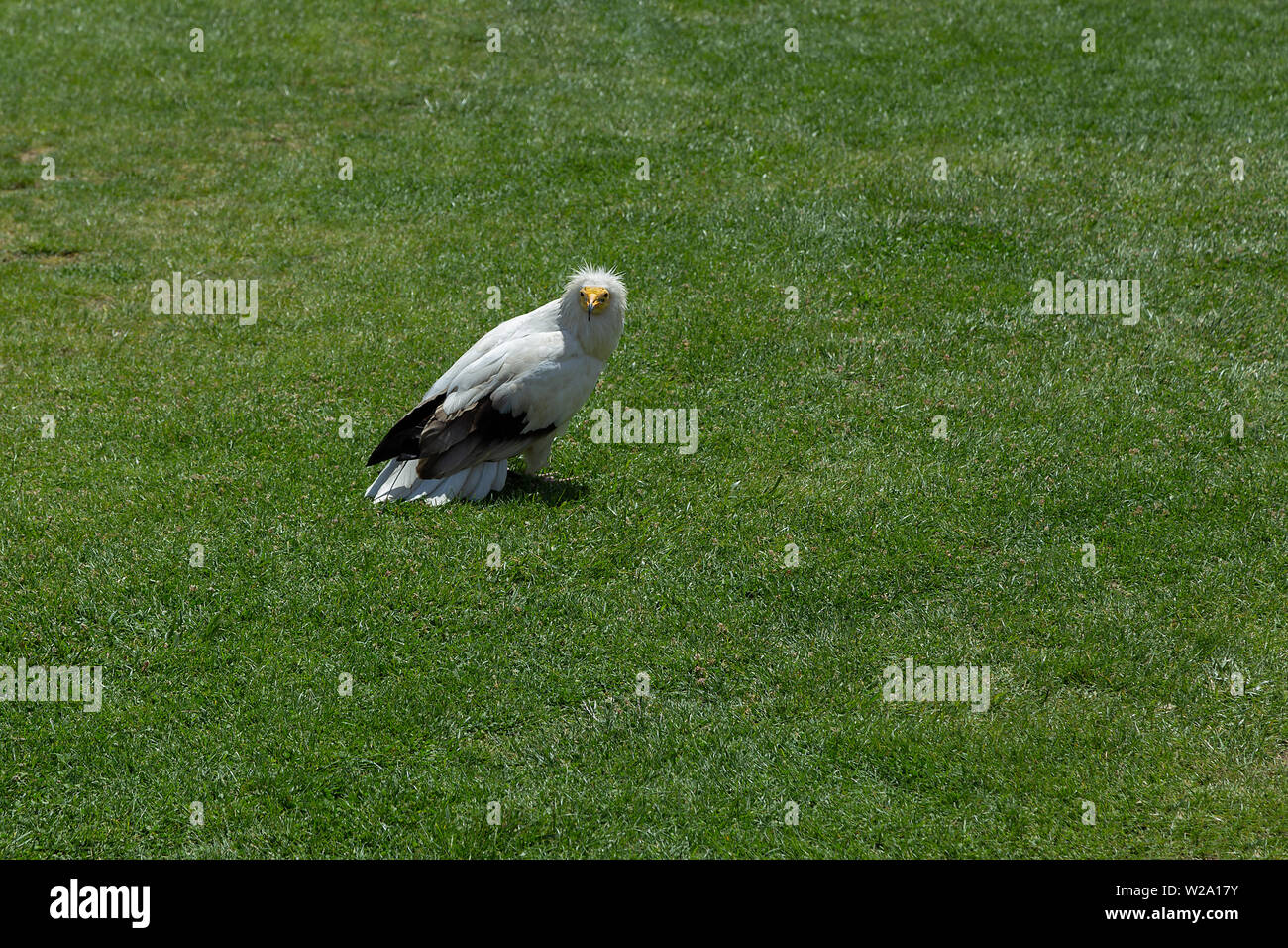Egyptian Vulture, Alimoche, resting in the grass Stock Photo
