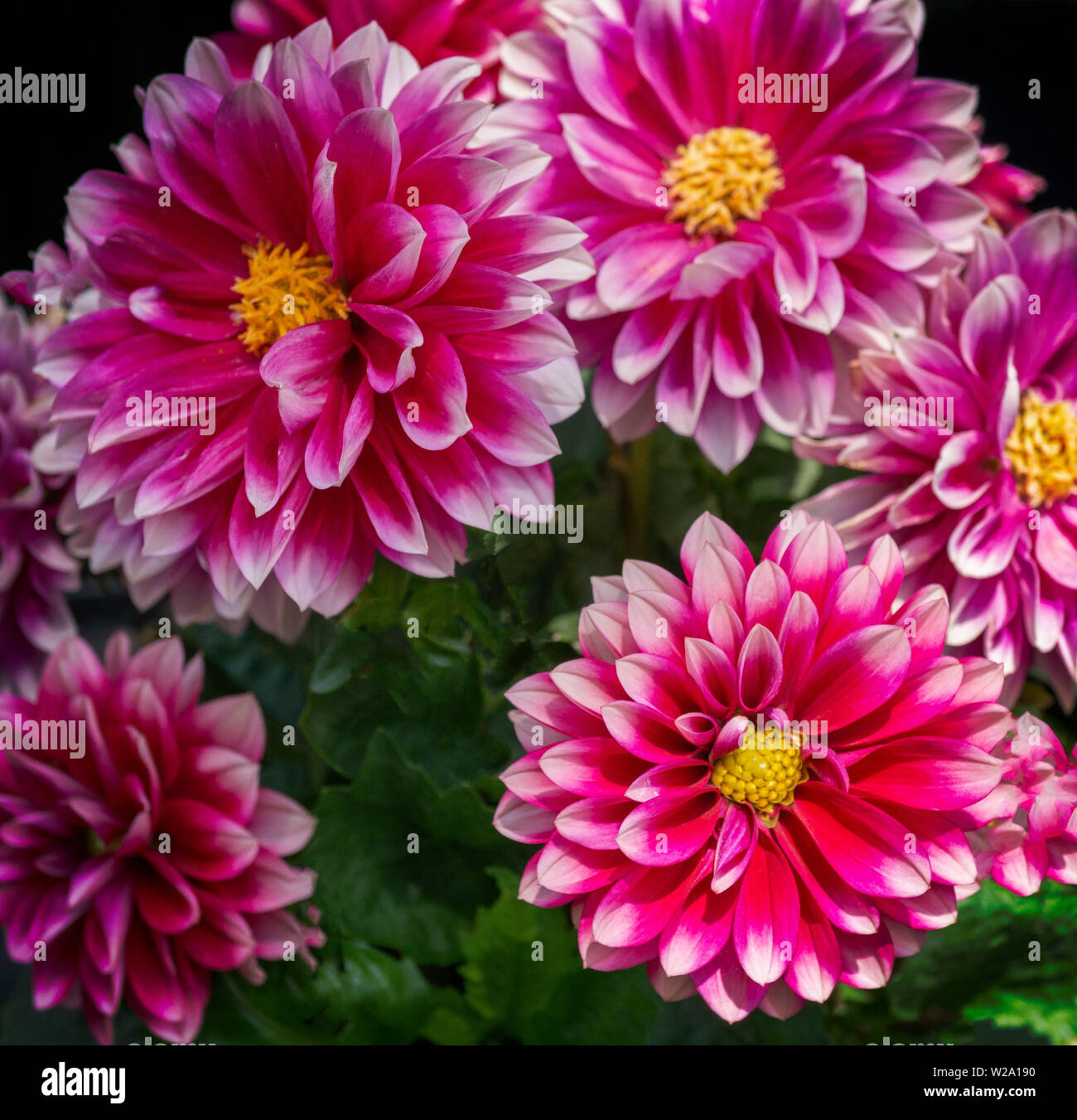Chrysanthemum and zinnia hires stock photography and images Alamy