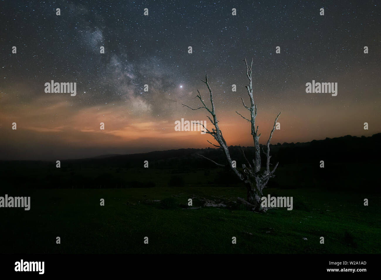 Milky Way over dry tree in Entzia, Alava, Araba Stock Photo