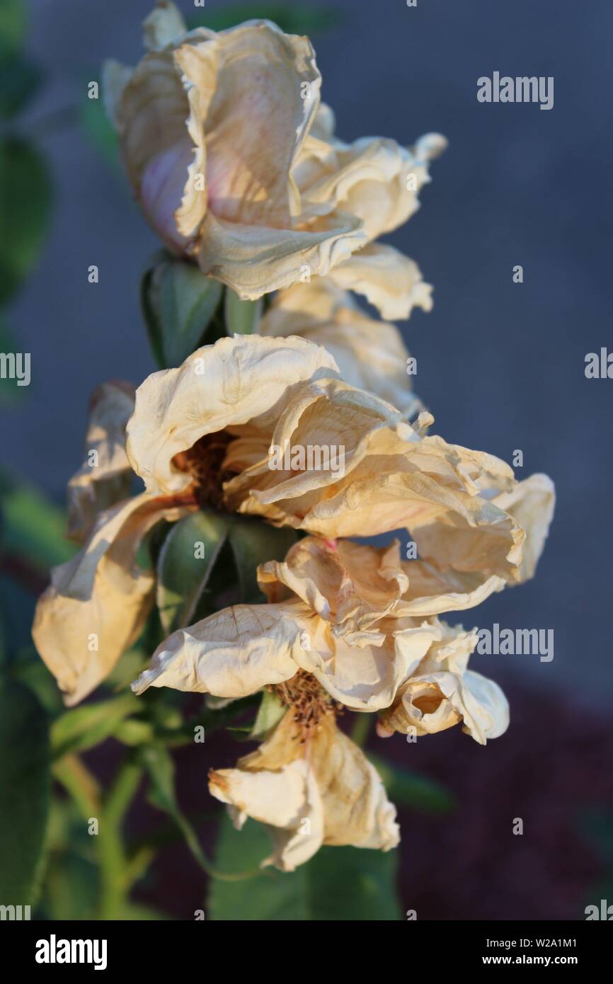 Beauty in death of the white roses Stock Photo Alamy