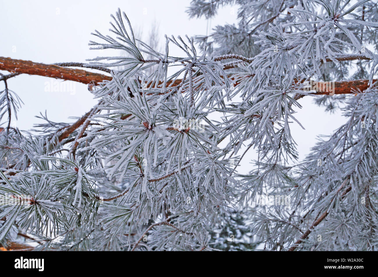 A branch of pine with long needles covered with white fresh snow in a ...