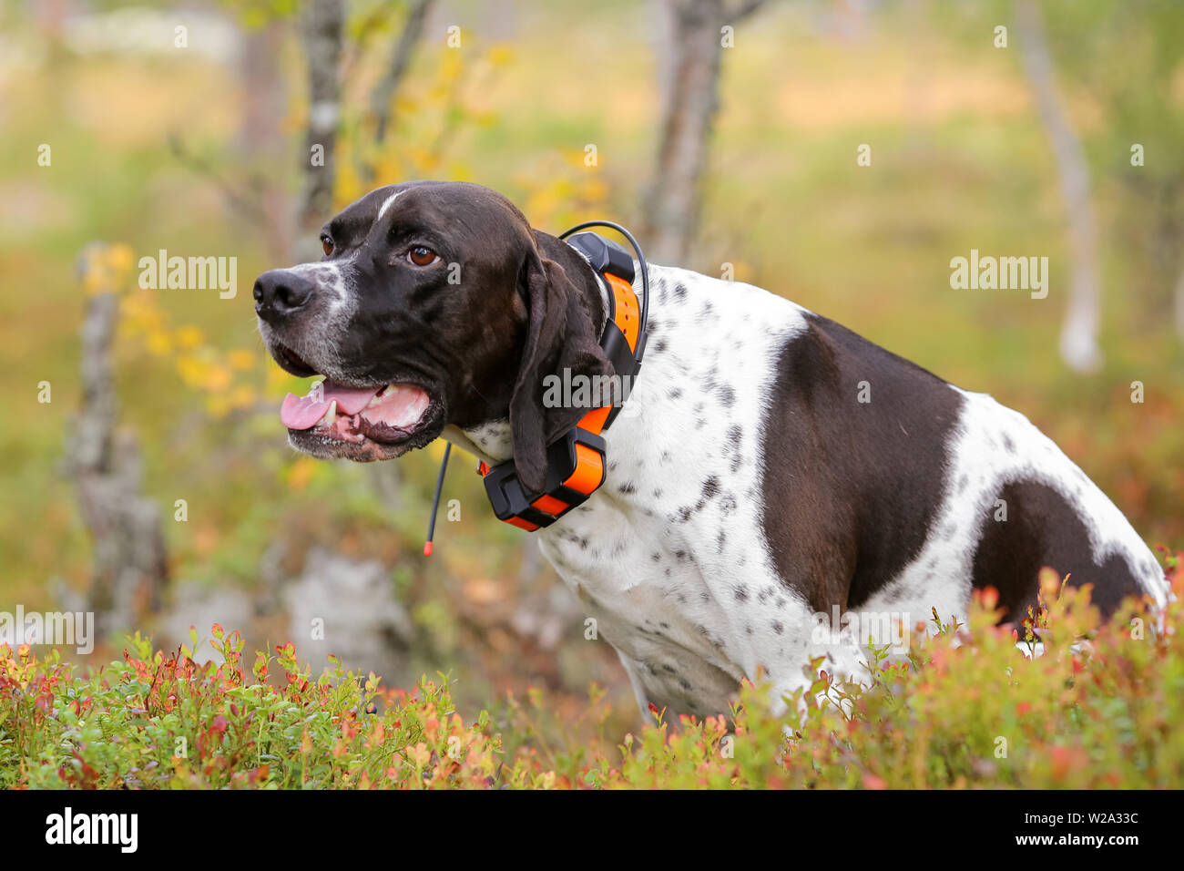 Dog english pointer hunting with Gps tracker Stock Photo - Alamy
