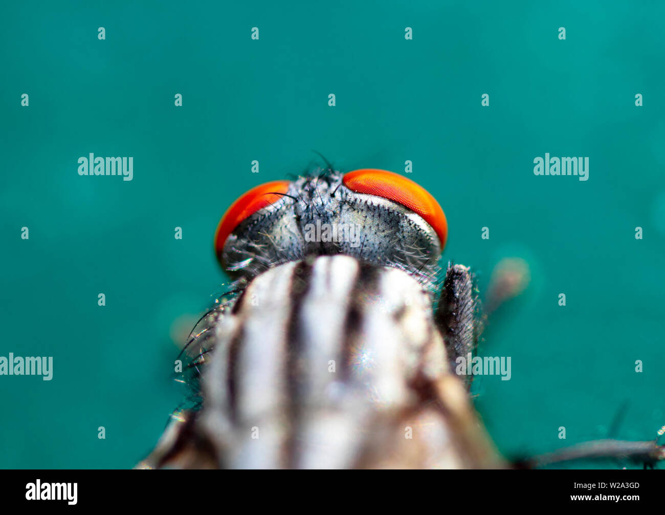 the fly are part of Israels wildlife Stock Photo