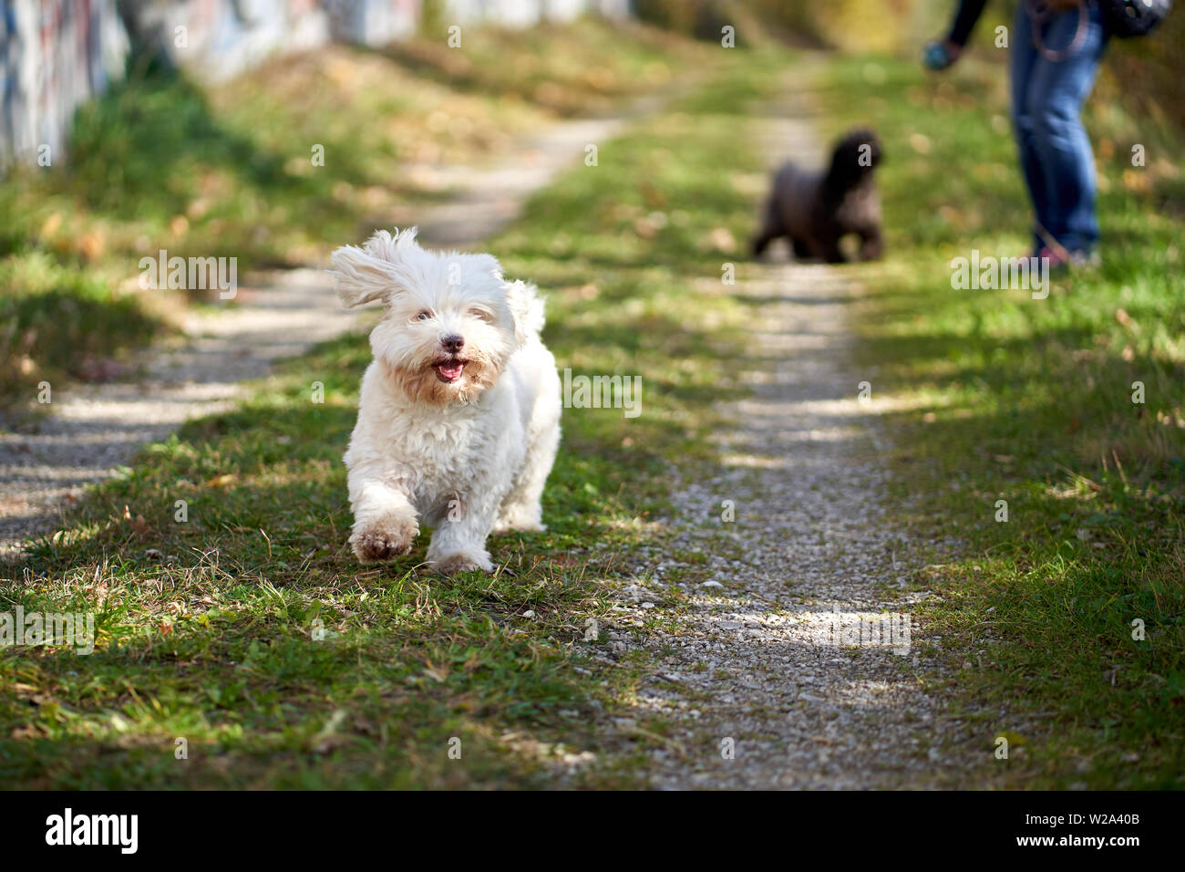 Havanese dog running with ball on meadow path Stock Photo