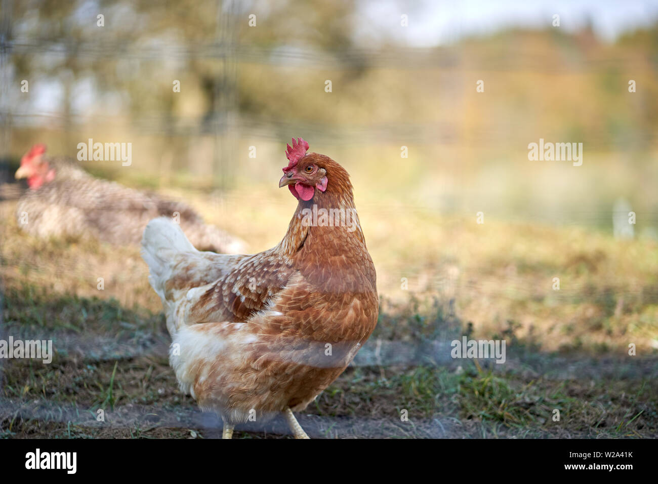hen on a farm Stock Photo
