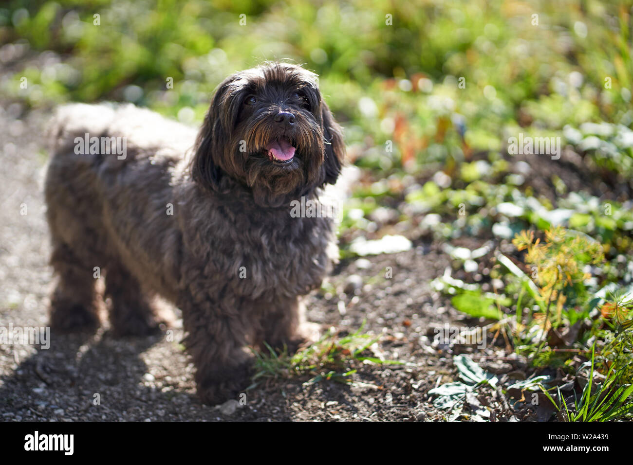 Black havenese dog looking up outdoors meadows Stock Photo