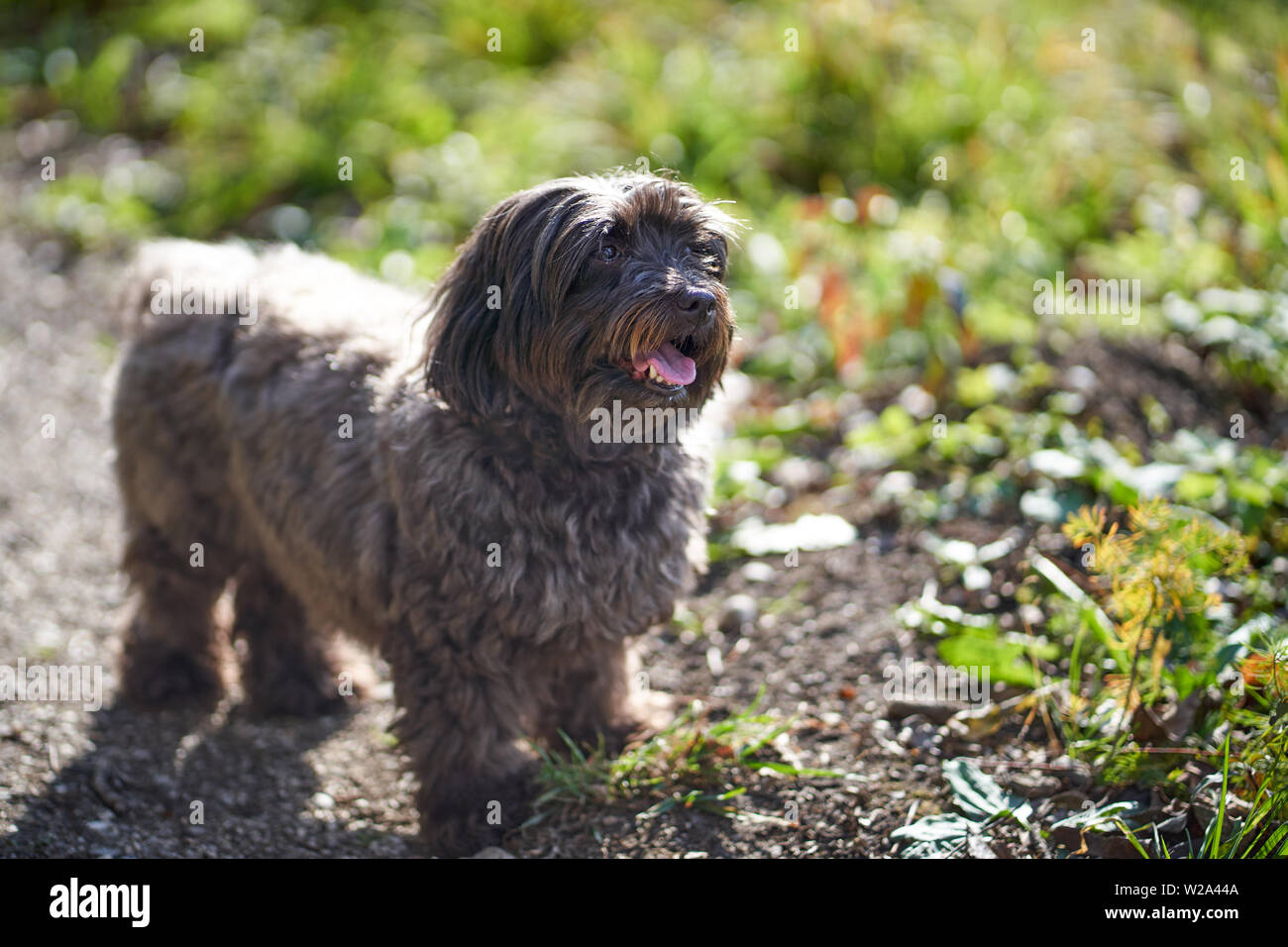 Black havenese dog looking up outdoors meadows Stock Photo