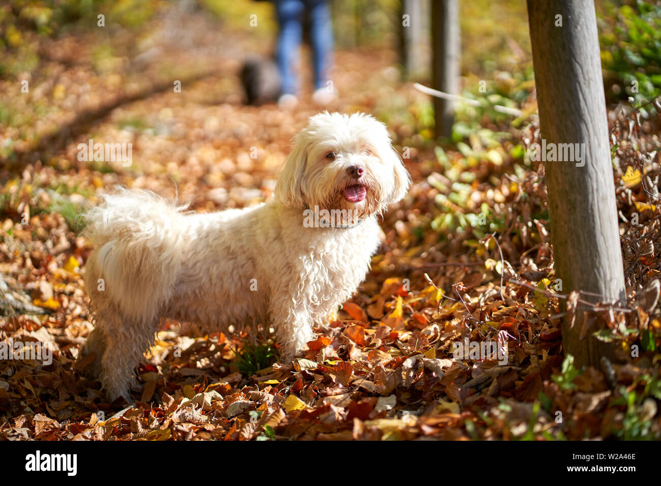 Black and white havanese dog sitting in forest in autumn with leaves looking Stock Photo