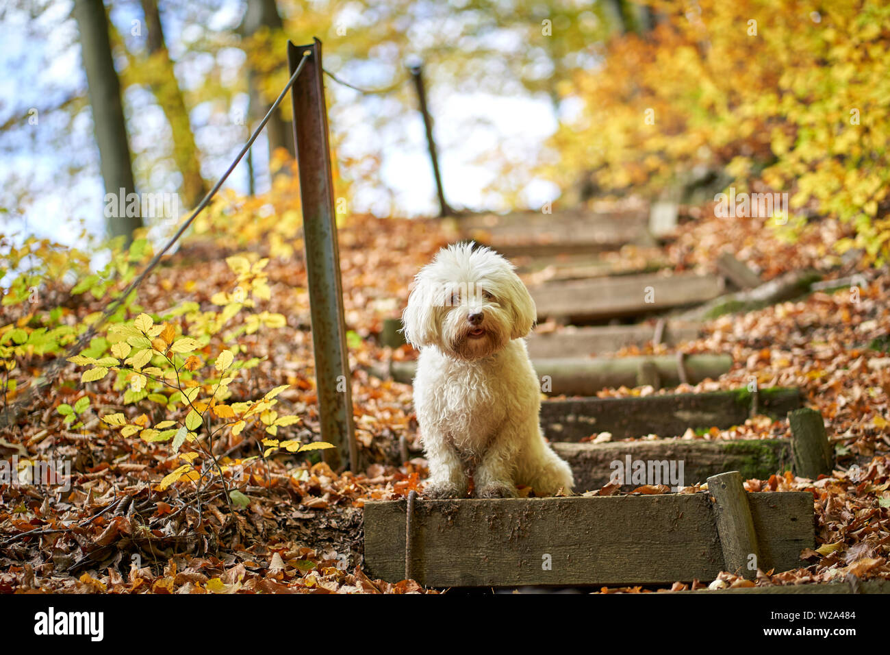 Black and white havanese dog sitting in forest in autumn with leaves looking Stock Photo