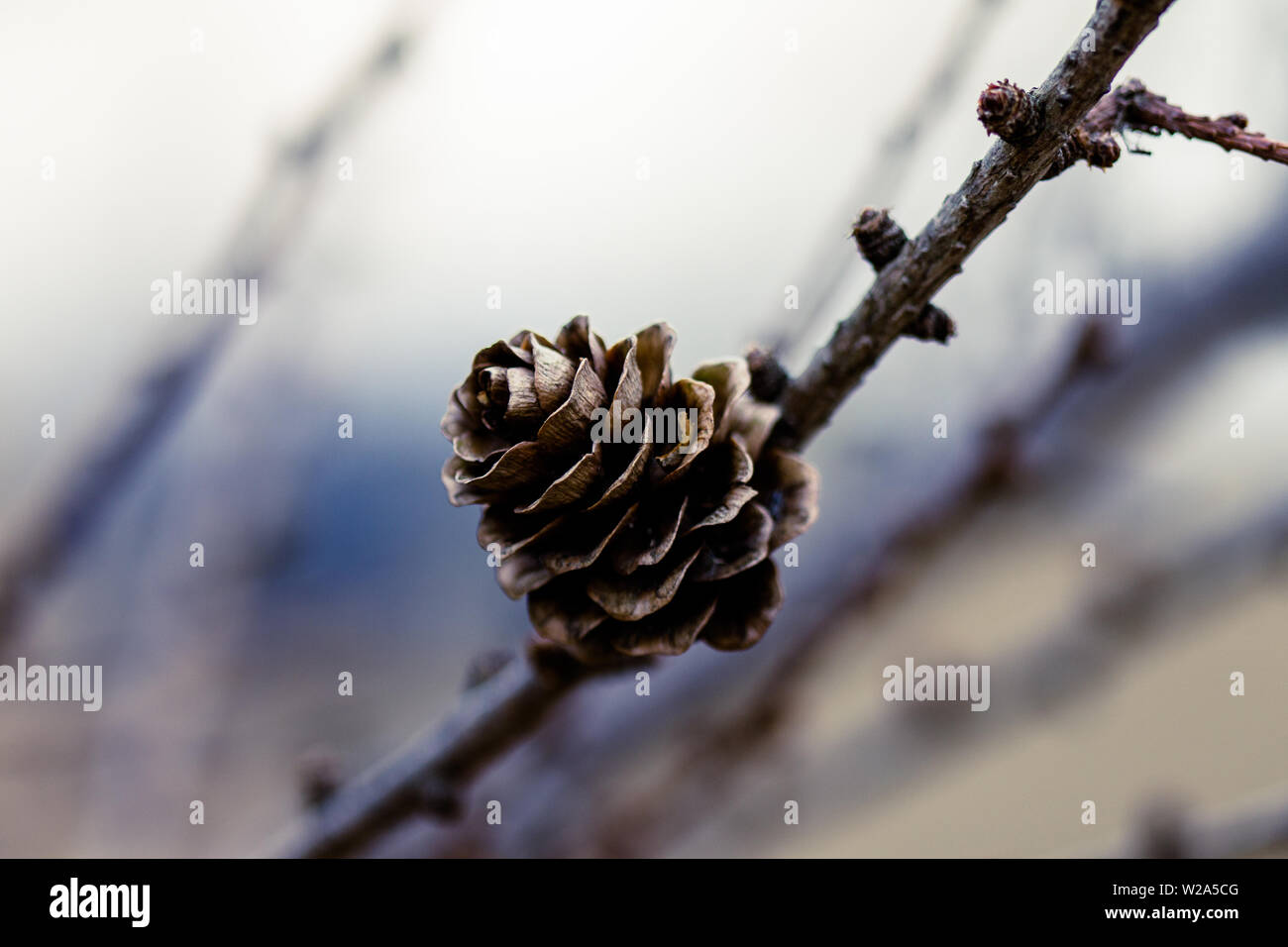 Pine cone macro photography hi-res stock photography and images - Alamy