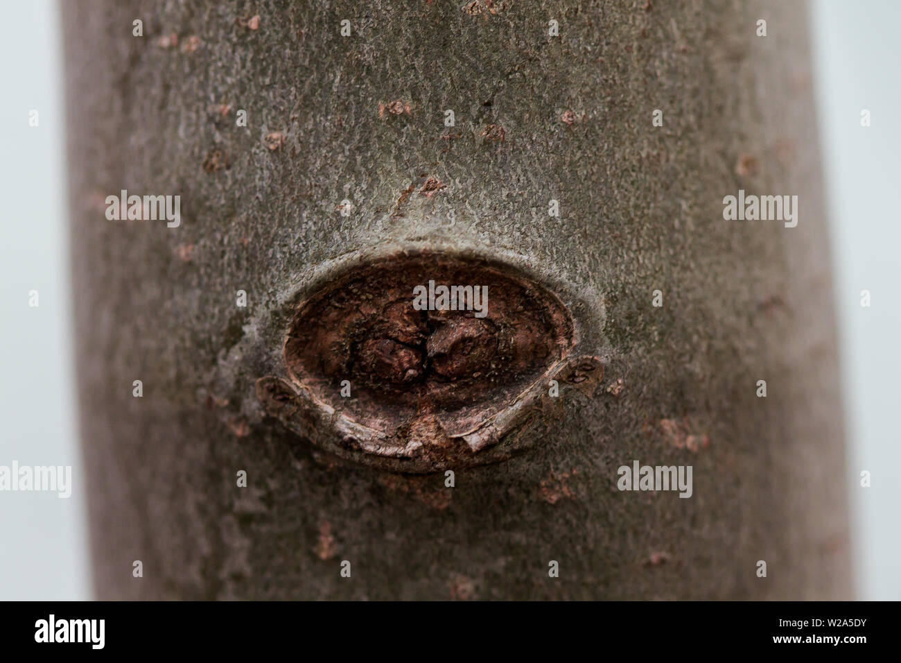 knot hole in tree Stock Photo