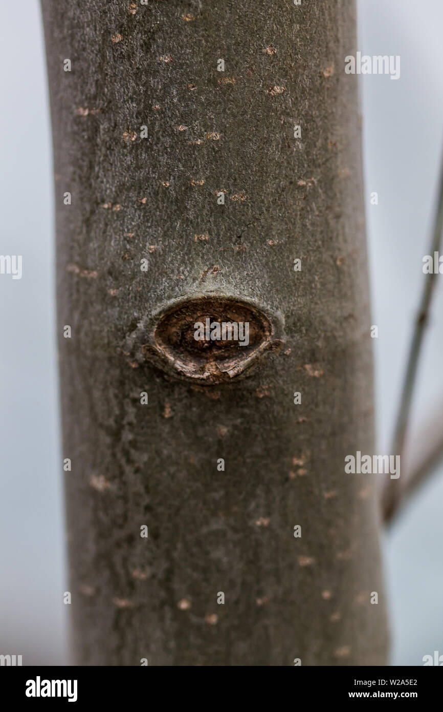 knot hole in tree Stock Photo