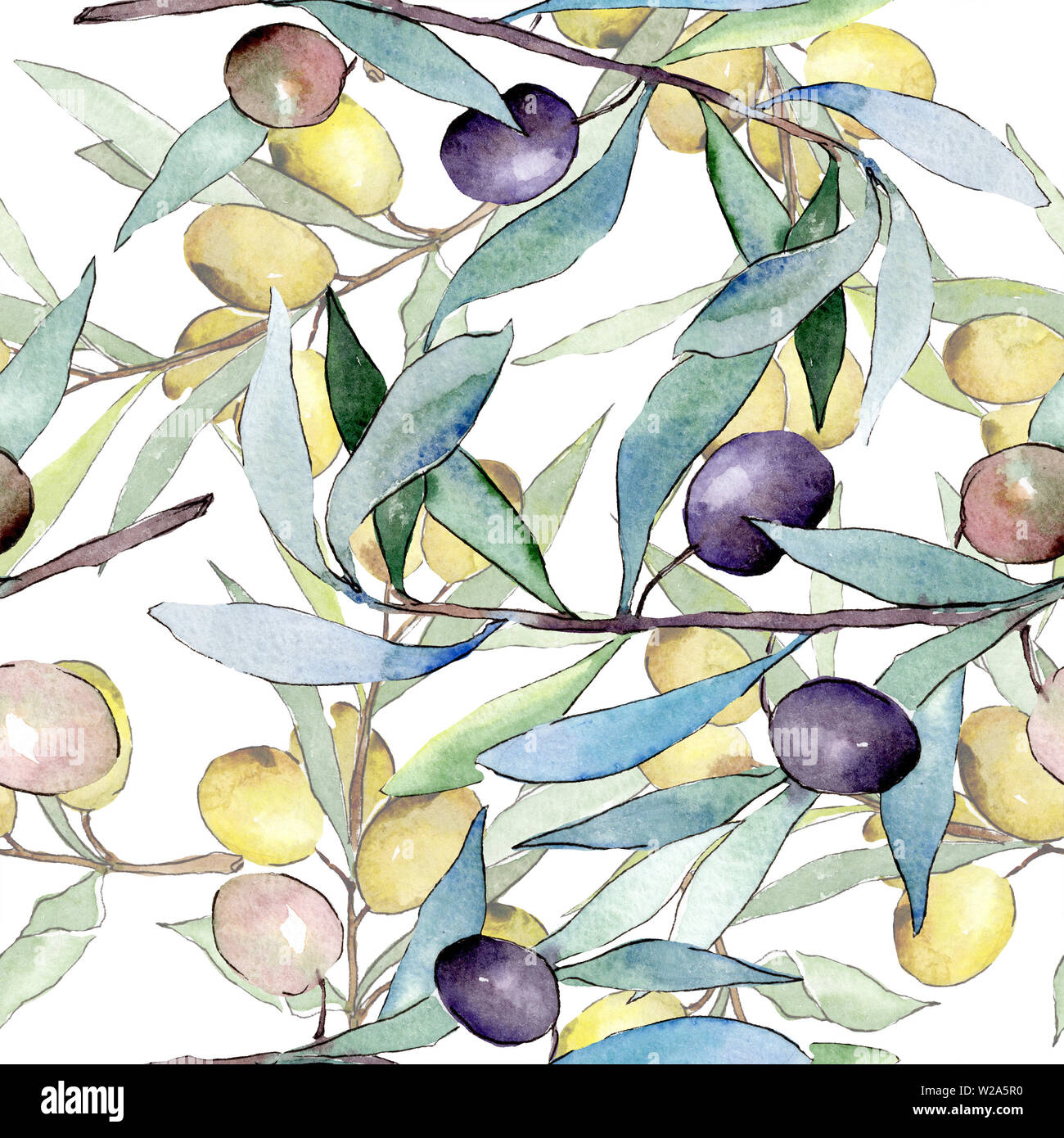 Olive branch with black and green fruit. Watercolor background ...