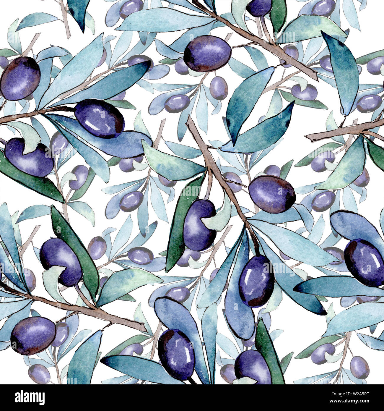 Olive branch with black fruit. Watercolor background illustration set ...