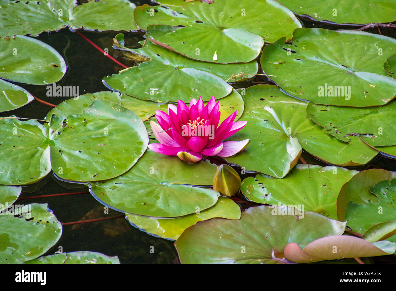 Beautiful lotus flower, pink nymphaea alba or water lily among green leaves with yellow pollen Stock Photo