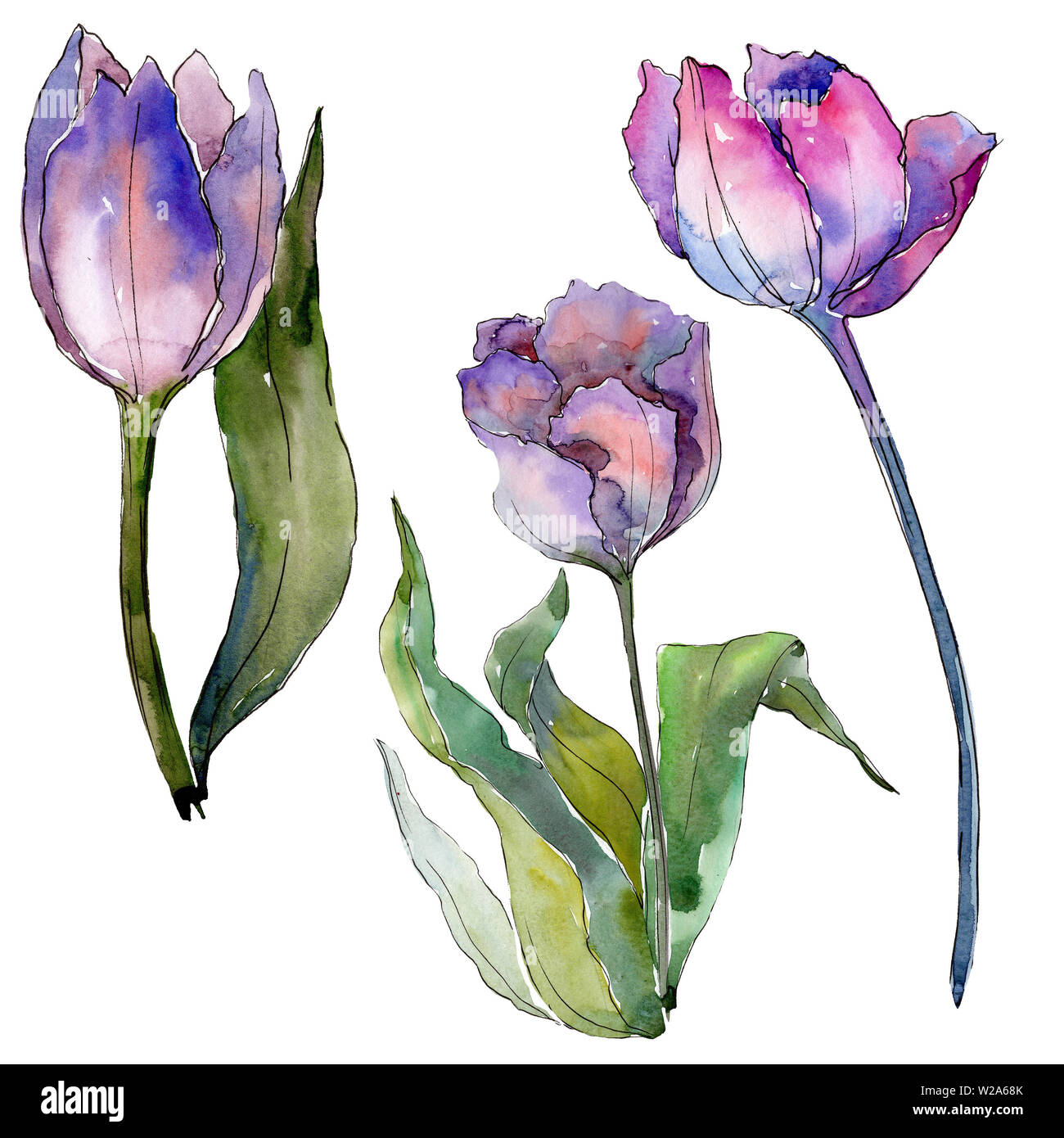 Purple tulip floral botanical flowers. Watercolor background ...