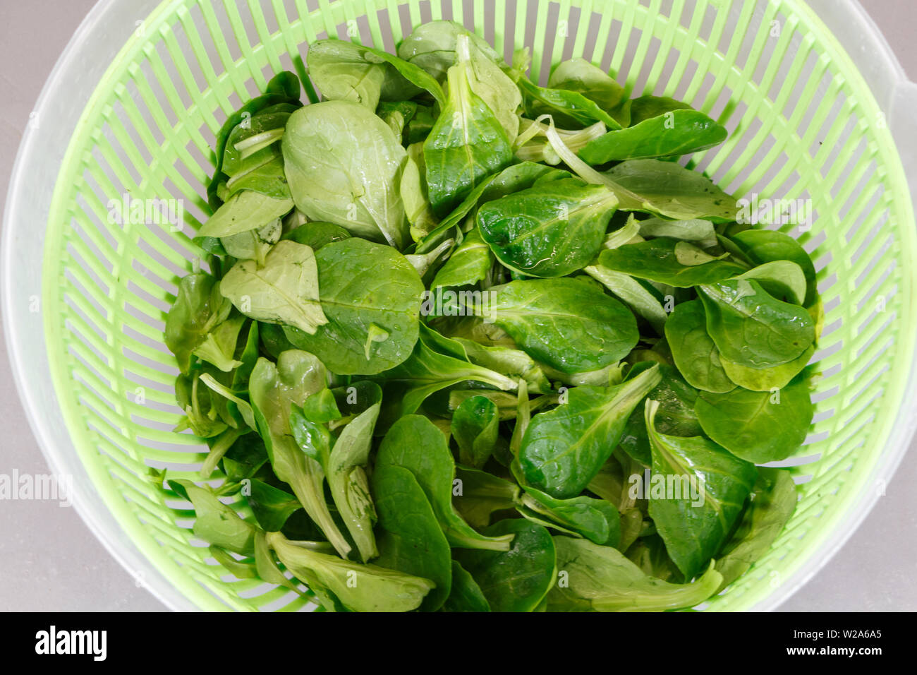 Lamb's lettuce in a salad spinner after washing it with water Stock Photo