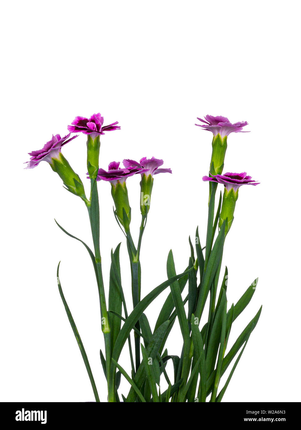 Dianthus caryophyllus pink kisses hires stock photography and images