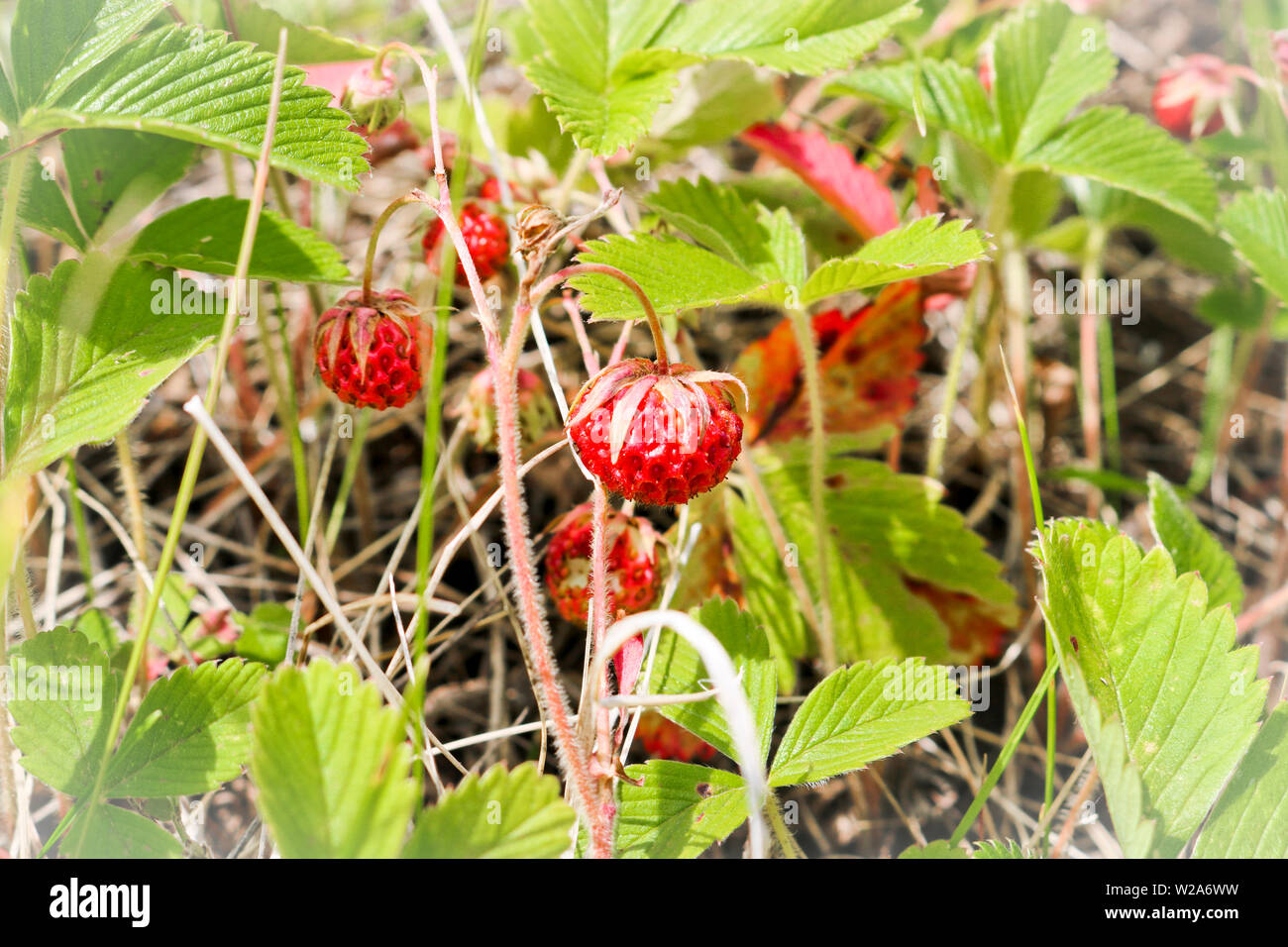 Ripe red berries wild strawberry meadow (Fragaria viridis). Fruiting strawberry plant. Stock Photo