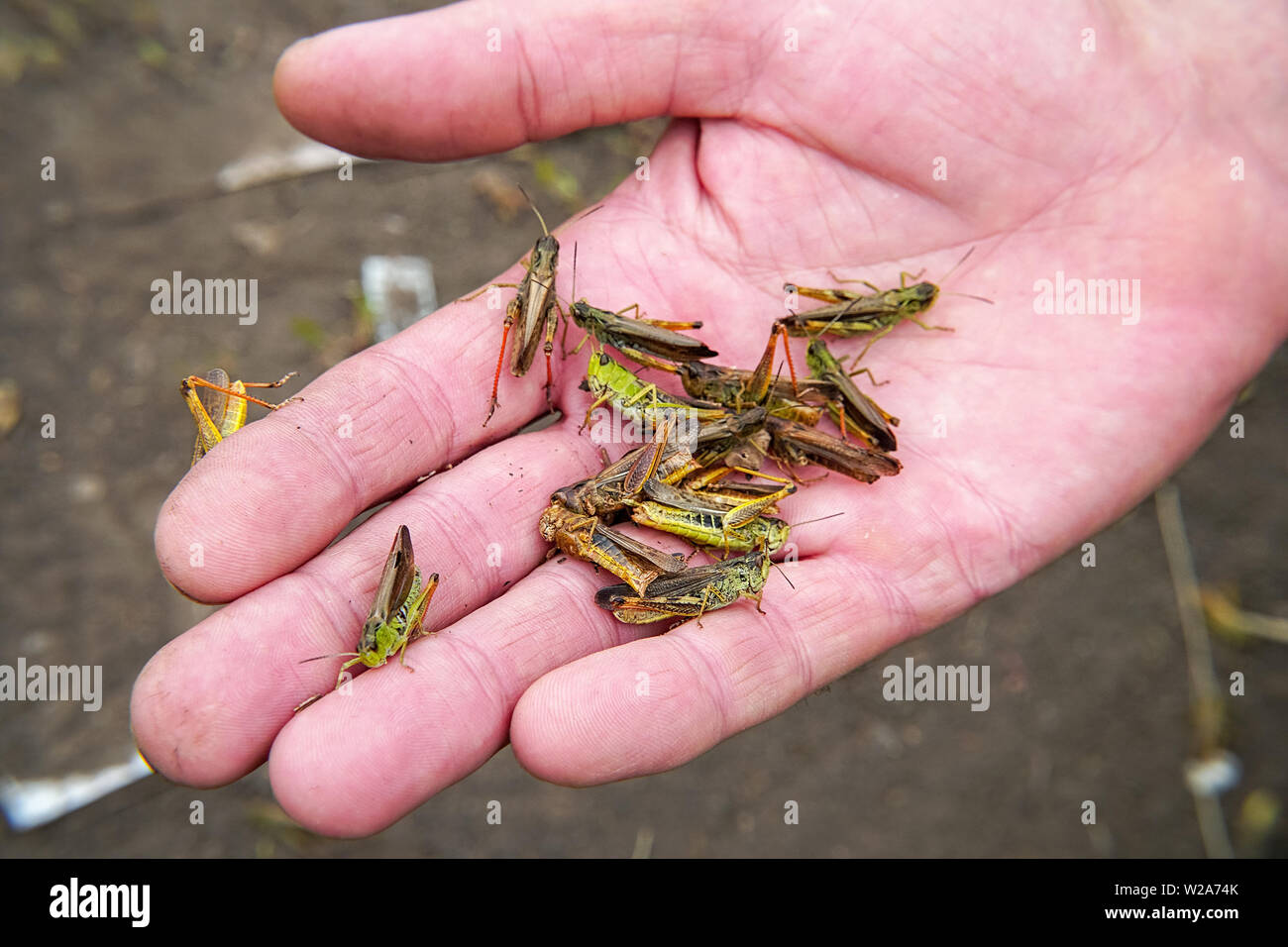 A lot of locusts on a man's palm Stock Photo Alamy