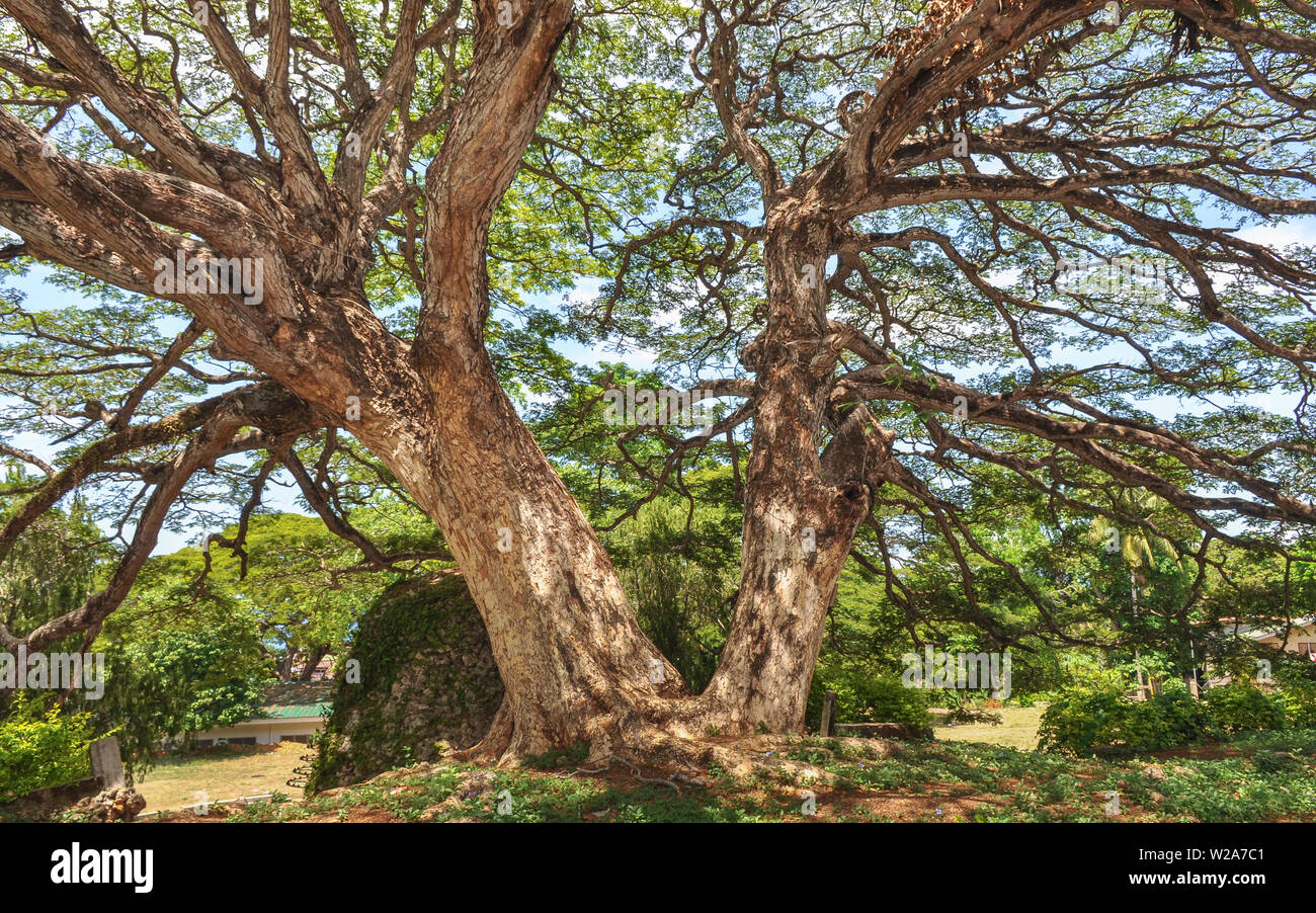 twin-century-old-acacia-trees-siquijor-island-philippines-stock