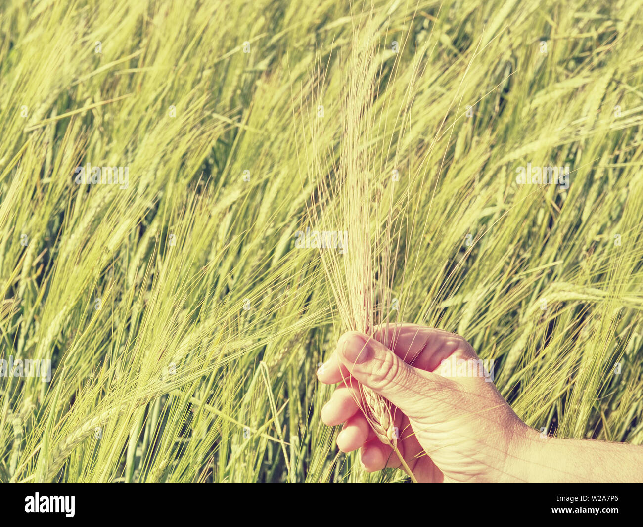 Green spikelets of barley in a mans hand, harvesting, cultivation of