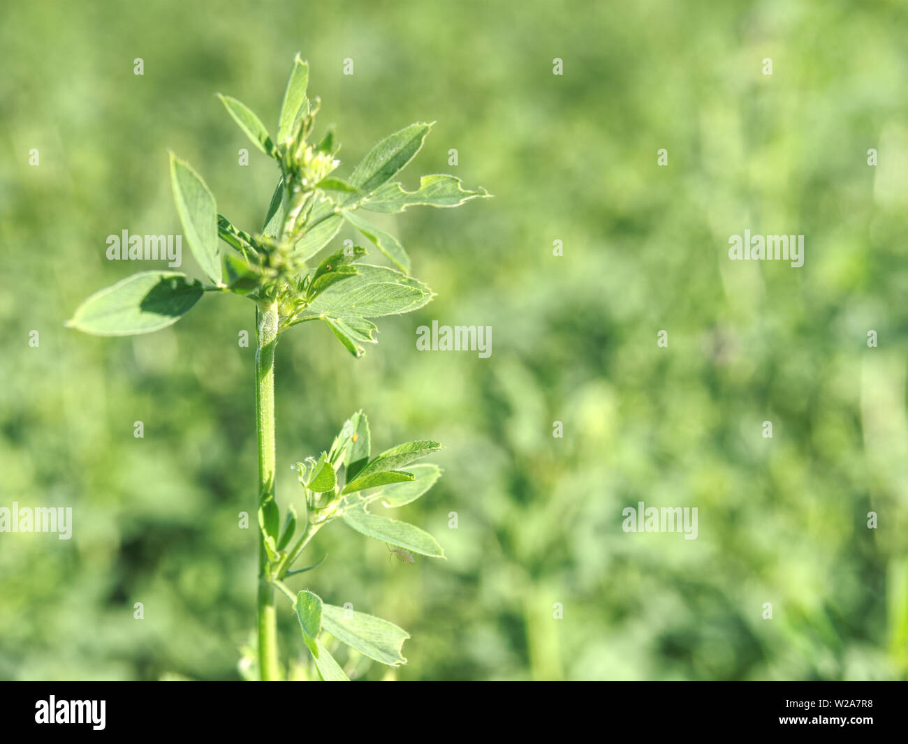 Picture Idea: Fragment Of A Field Of The Young Alfalfa Flowers Are