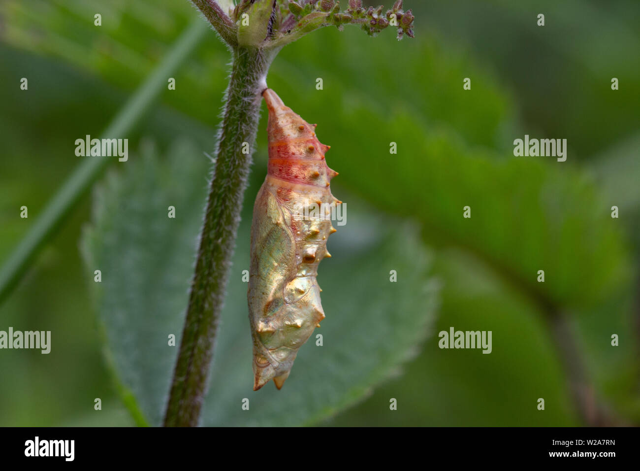 Uk wildlife: Peacock butterfly pupa after about one week Stock Photo