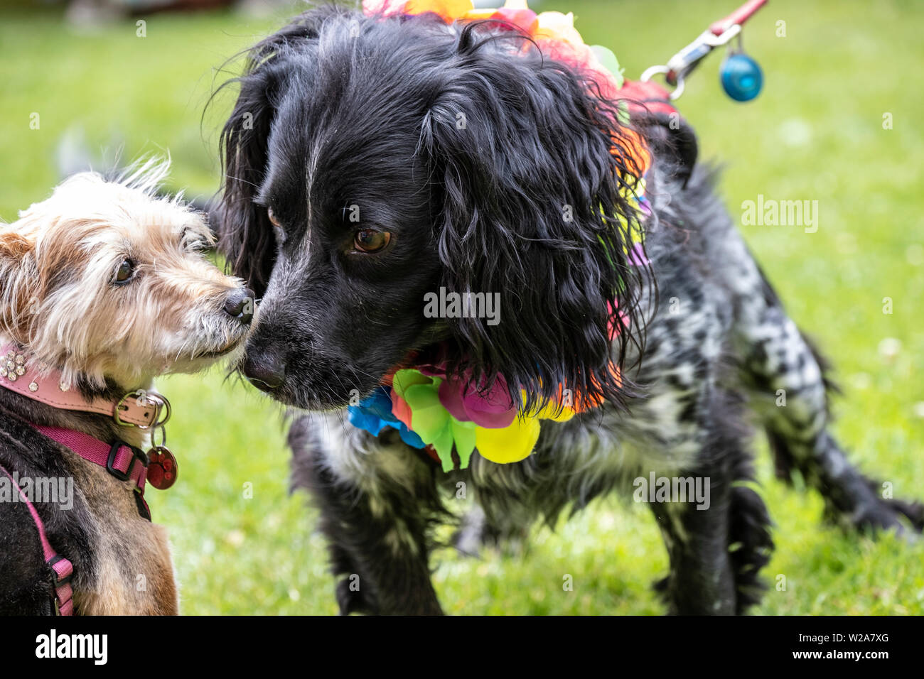 Bristol Pride Sog Show. 6 July 2019. Sniffing out the competition. Participants in the Pride Dog Show check each other out. Stock Photo