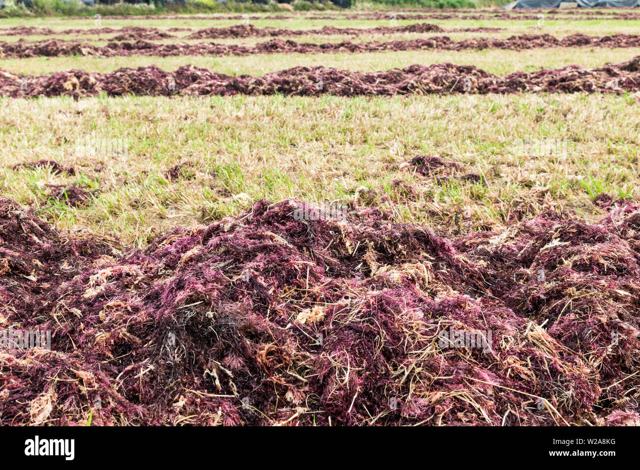 red seaweed drying on the field for agar production Stock Photo