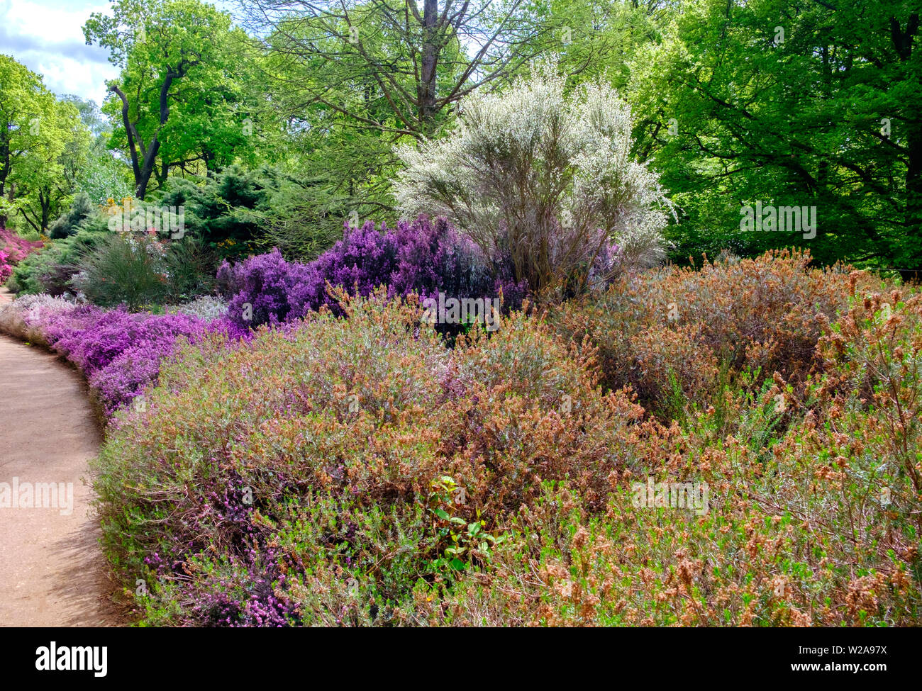 Path lined with trees, & purple, pink & white flowering bushes & shrubs in the Spring at Isabella Plantation, Richmond Park, Southwest London, England Stock Photo
