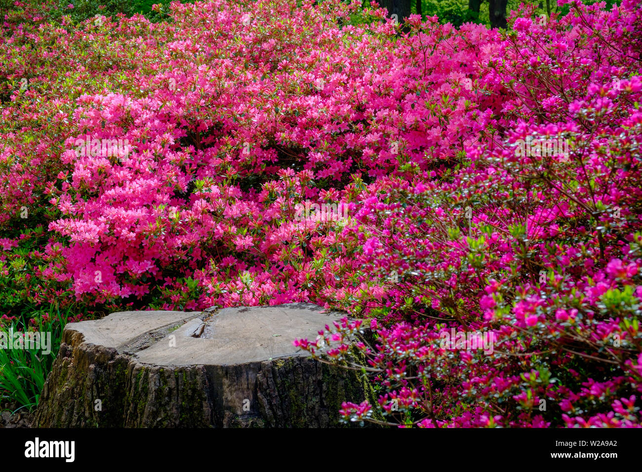 Old tree stump surrounded by pink flowers & green foliage in the Spring at Isabella Plantation, Richmond Park, Southwest London, England. Stock Photo