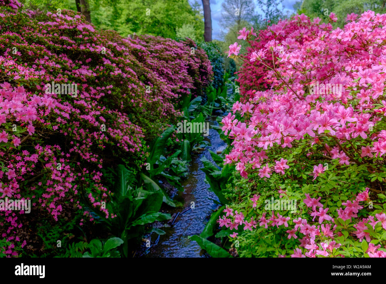 Stream lined with green foliage and pink and purple flowers in the Spring at Isabella Plantation in Richmond Park, Southwest London, England. Stock Photo