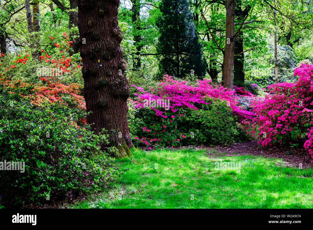 Grassy woodland with trees & shrubs of purple & red flowers in the Spring at Isabella Plantation in Richmond Park, Southwest London, England. Stock Photo