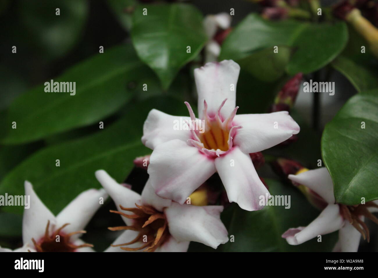 Climbing oleander, Strophanthus preussii, white blossom. Stock Photo