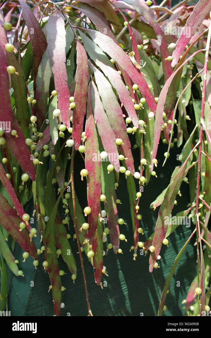 Beautiful and healthy Red rhipsalis, Pseudorhipsalis ramulosa Stock Photo