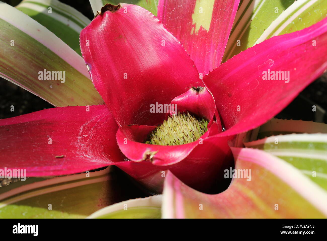 Beautiful hot pink bromeliad, Bromeliaceae, flower in full bloom. Stock Photo