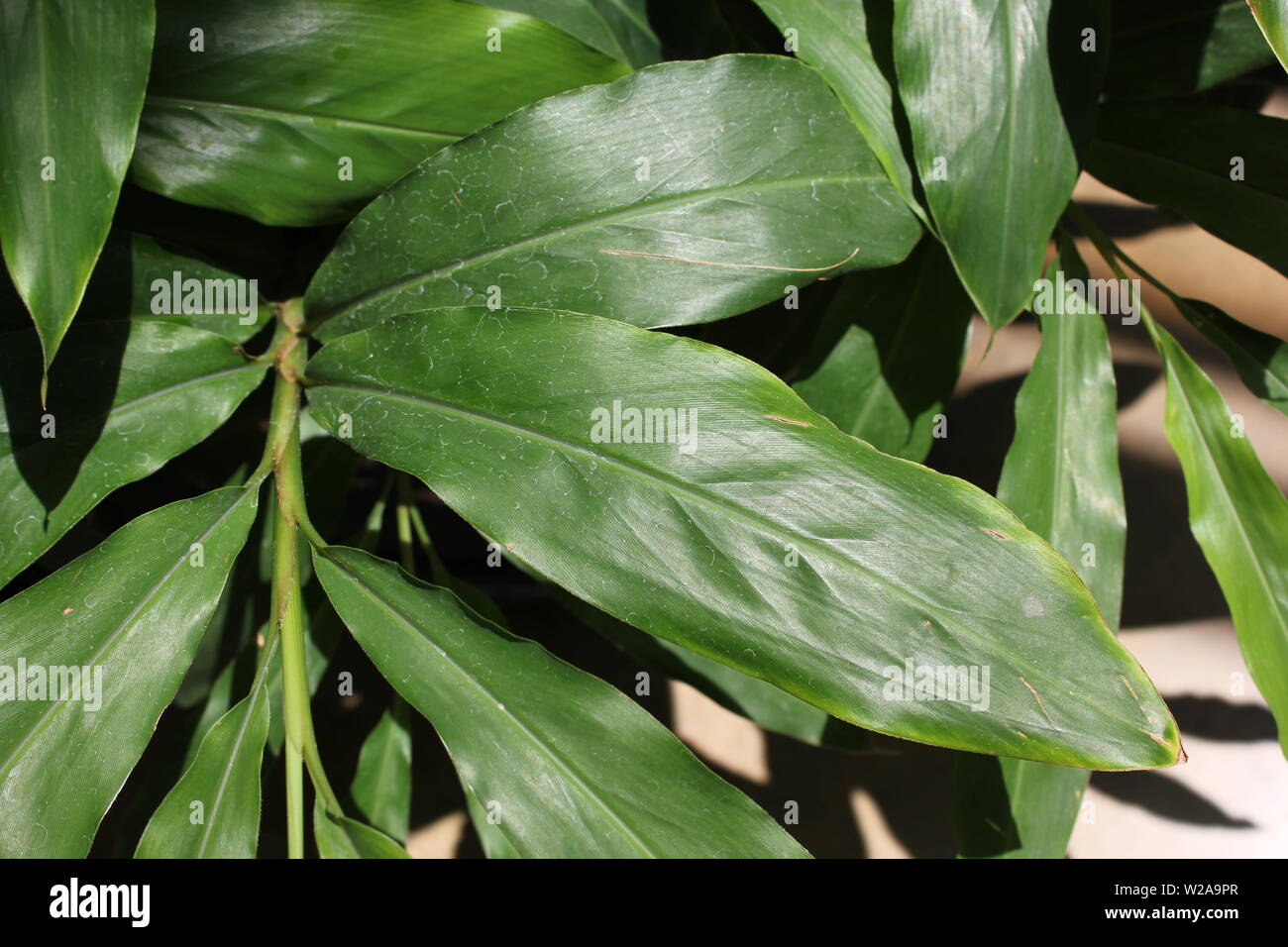 Lush green foliage of the spice plant cardamom, cardamon or cardamom, cardamomum, καρδάμωμον Stock Photo
