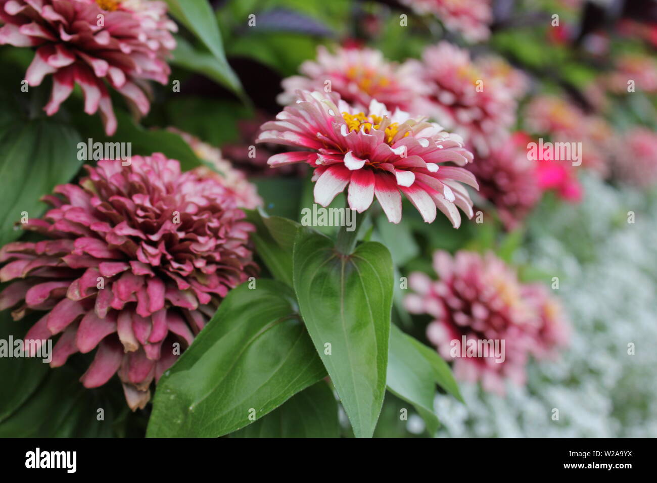 Beautiful elegant and dignified dahlia flower in full bloom Stock Photo