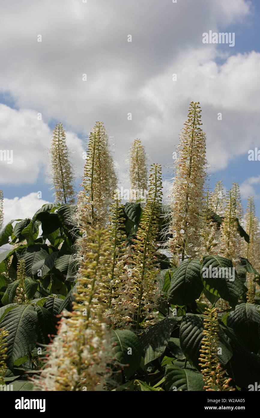 Hydrangea paniculata, white blossoming tree. Stock Photo