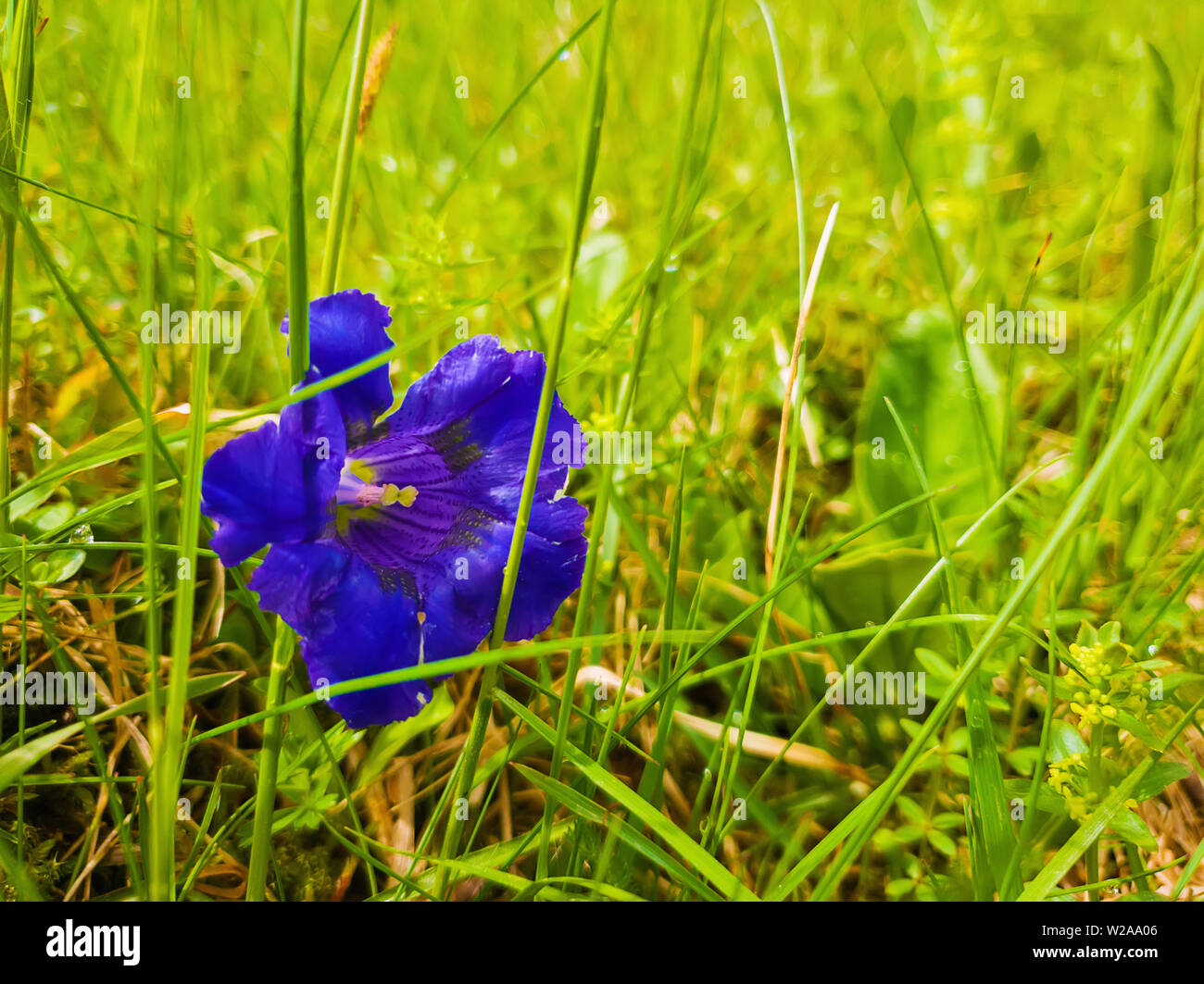 Close up of single blue enzian flower (Gentiana acaulis) in the green grass of Carpathians wild hills. Spring blooming and vegetation. Stock Photo