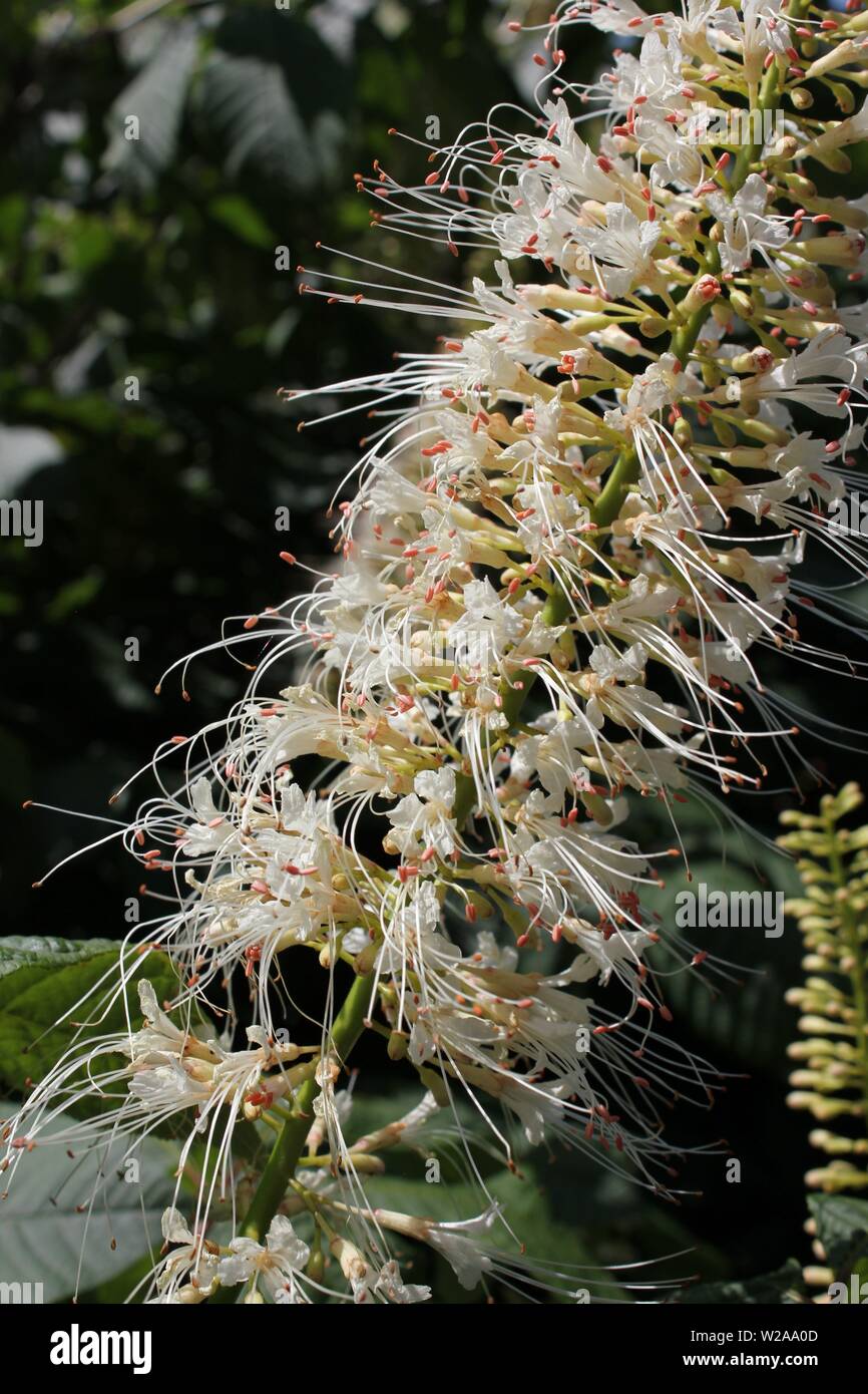 Hydrangea paniculata, white blossoming tree. Stock Photo