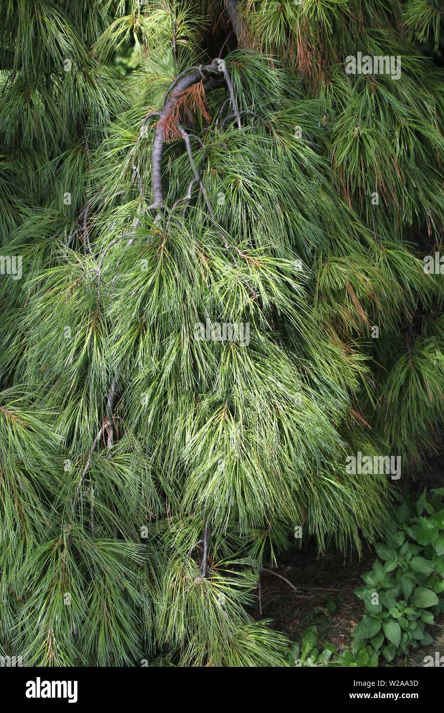 Weeping Eastern White Pine Stock Photo Alamy